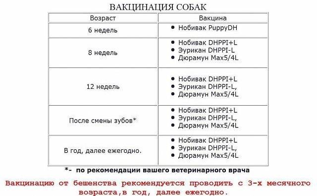Вакцинация домашних животных: основные правила