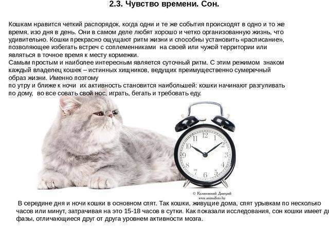 Биологические часы животных - рассказы и литература в доме солнца
