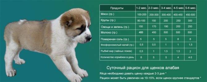 Алабай — описание породы собаки от а до я