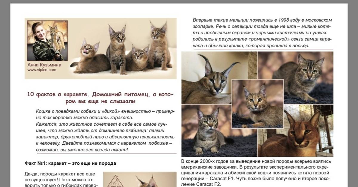 Каракет гибридная порода кошек похожих на рысь - oozoo.ru