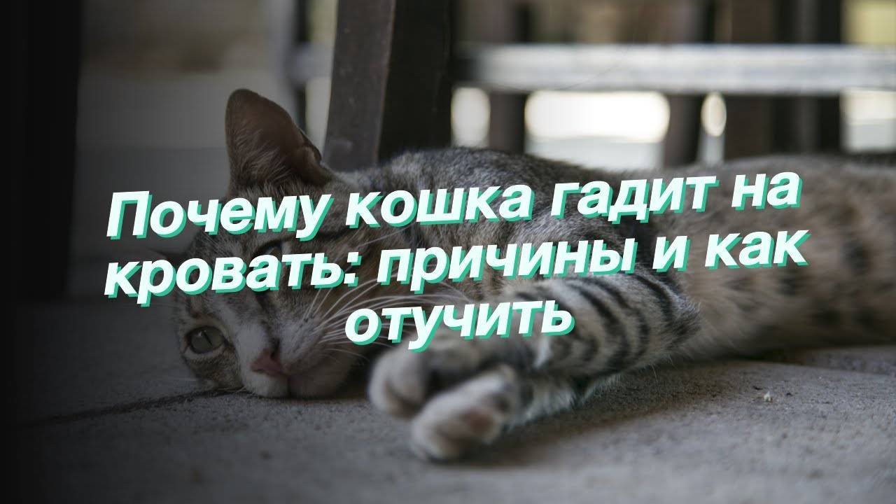 Почему кошка писает на кровать: причины и методы отучения | ваши питомцы