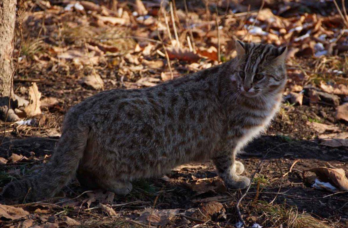 Амурский лесной кот – хищник немногим больше домашней кошки