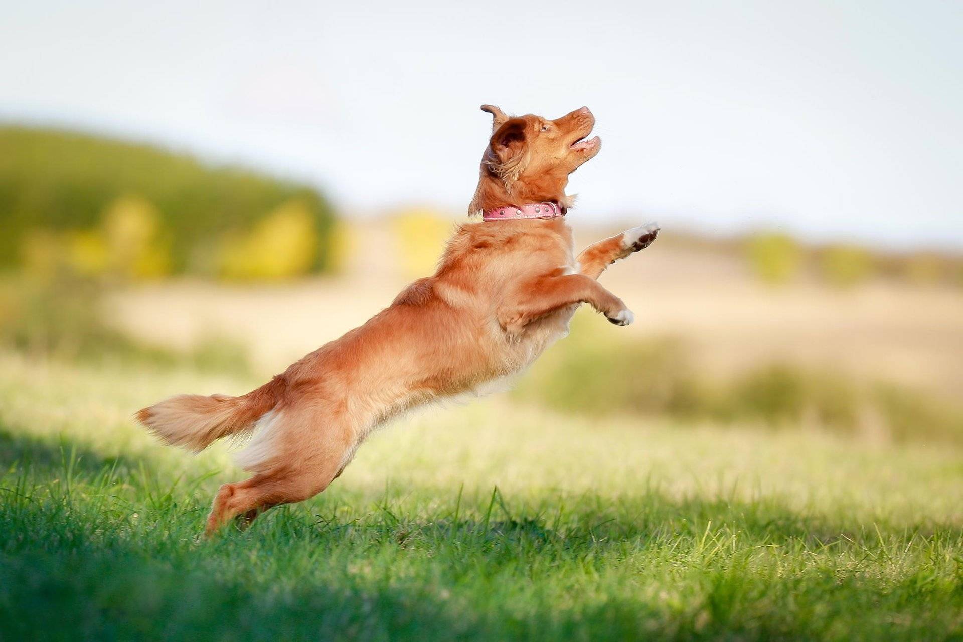 Как самостоятельно научить собаку не прыгать на встретившихся людей от радости