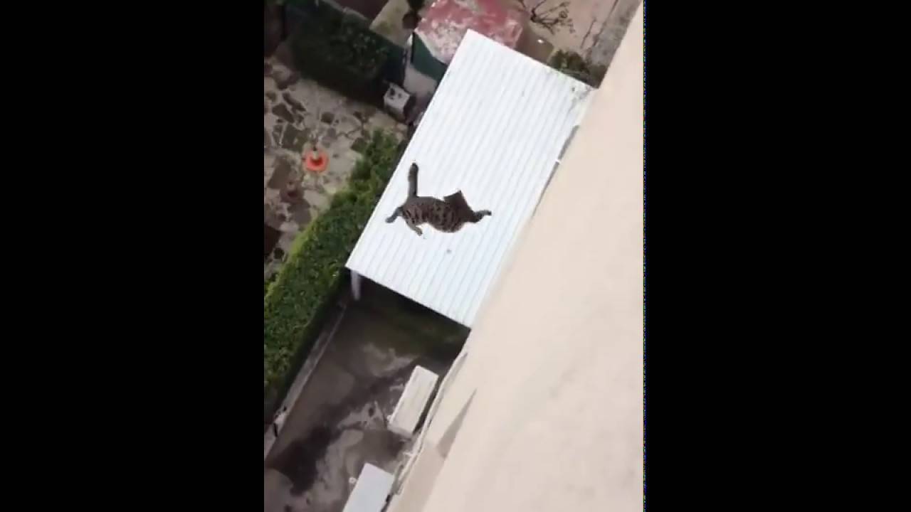 Кот упал с 9 этажа последствия: падение кошки с высоты