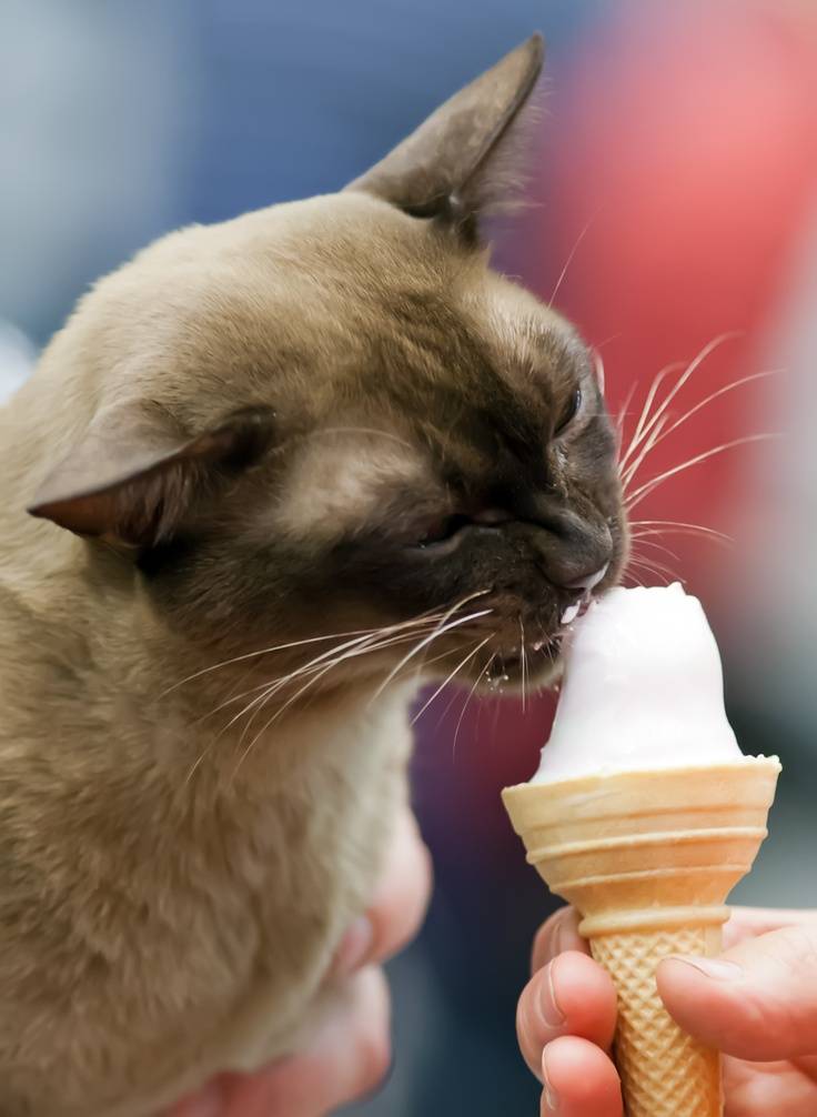 Можно ли кошкам давать мороженое?