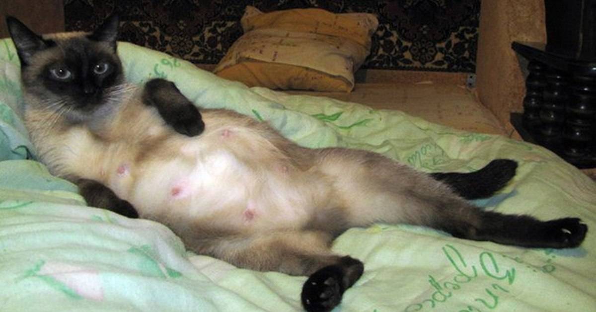Сколько сосков у кошек?