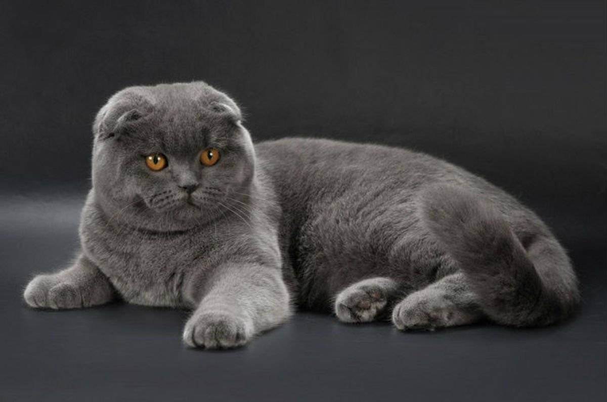 Лиловая шотландская вислоухая кошка (15 фото): особенности окраса, характеристика породы, содержание