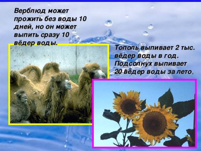 Сколько кот может не есть при болезни - муркин дом