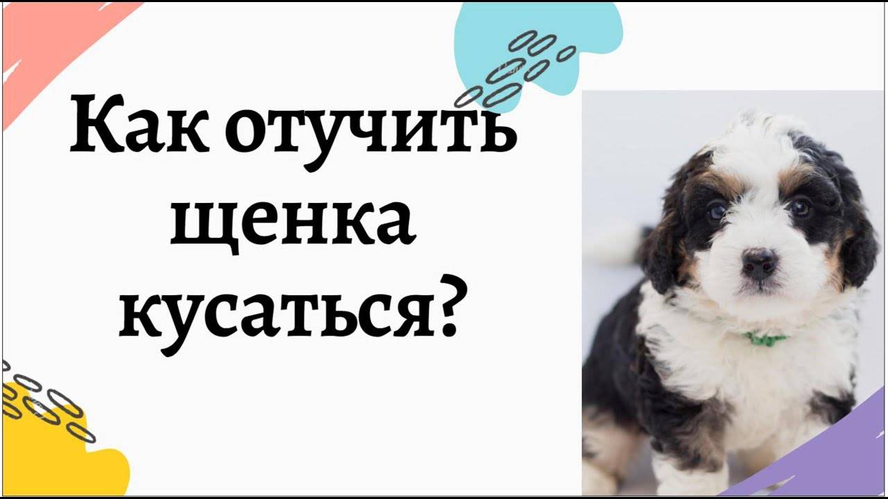 Как отучить щенка немецкой овчарки кусаться, хватать за руки и ноги и прыгать на хозяина