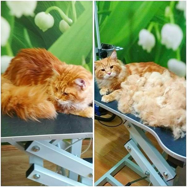 Почему собака линяет