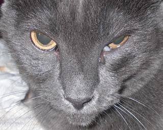 У британской кошки текут глазки. слезятся глаза у британской кошки: что делать