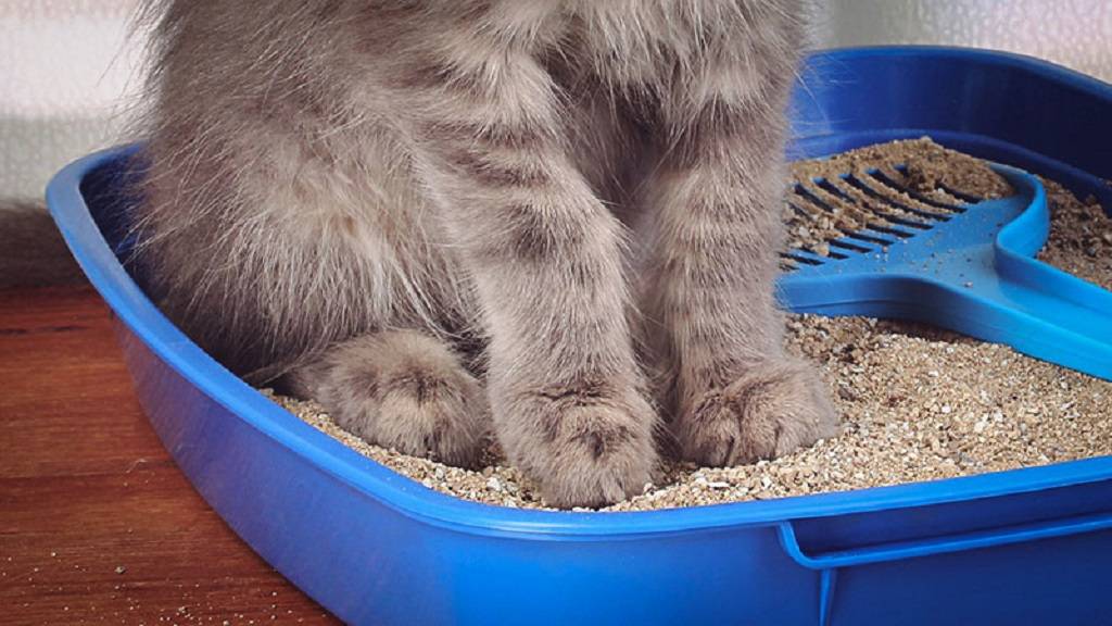 Жидкий стул у кошки: причины, виды поноса, о чем говорит продолжительность и цвет диареи, лечение в домашних условиях