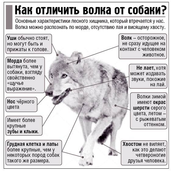 Помесь лайка и волк: особенности собак, характер, отзывы владельцев | medeponim.ru