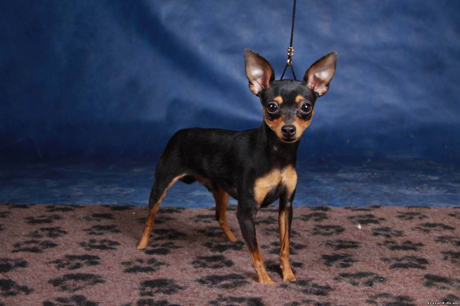 Пражский крысарик (ратлик) — история, описание, характеристика породы