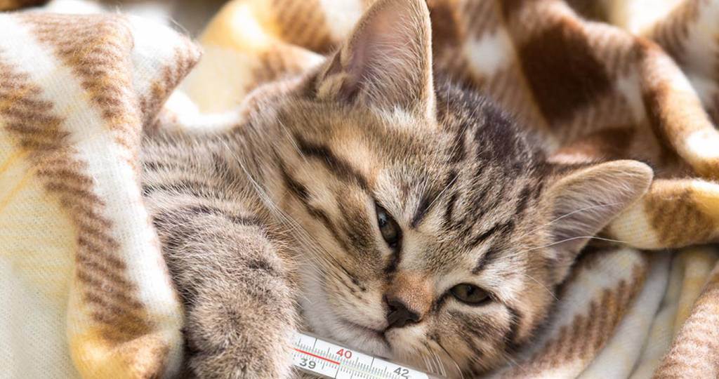 Лечение ринотрахеита у кошек в домашних условиях