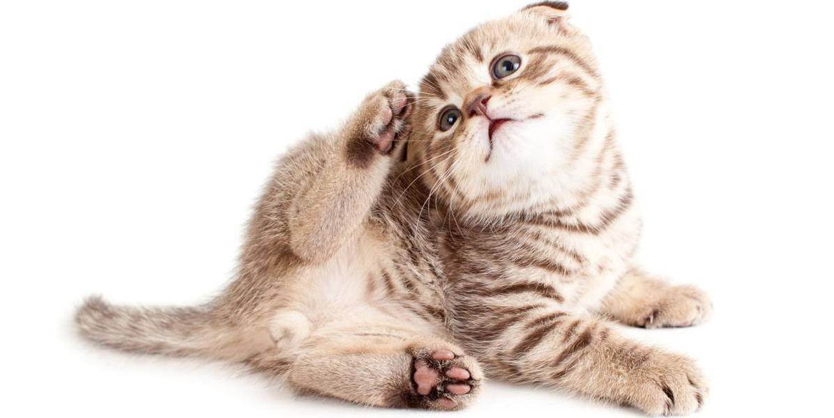 Ушной клещ у кошек: заражение, симптомы и особенности лечения