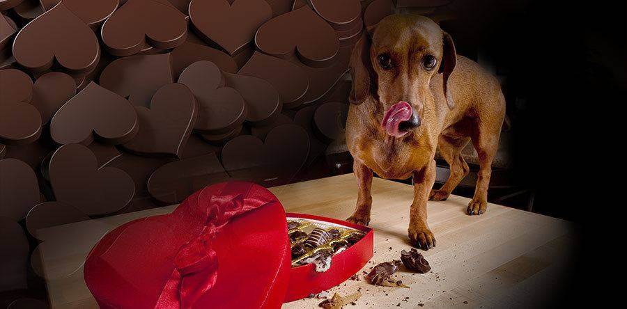 Собака съела пакетик. Шоколад для собак. Шоколадный пес. Собака ест шоколад. Шоколад опасен для собак.