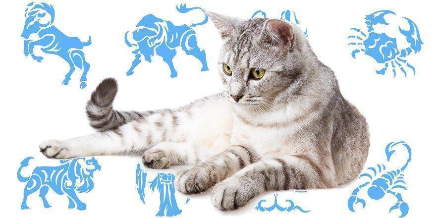 Астрологи выяснили какая порода кошек подходит вам по знаку зодиака