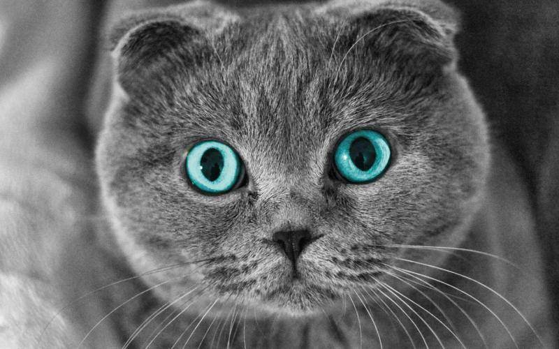 Кастрация шотландского прямоухого кота - запись пользователя мари (mariazazulina) в сообществе домашние животные в категории кошки. болезни, прививки, советы по уходу - babyblog.ru