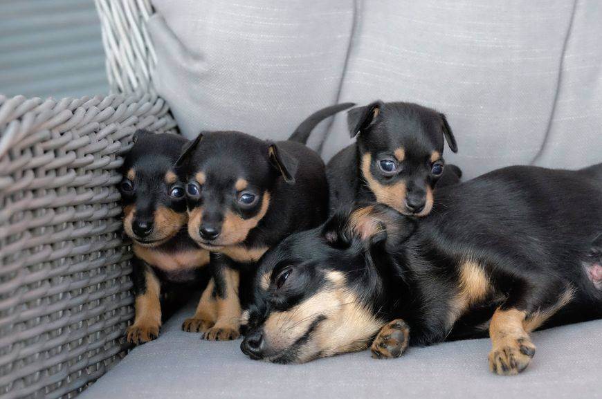 Пражский крысарик (ратлик): описание породы с фото и видео