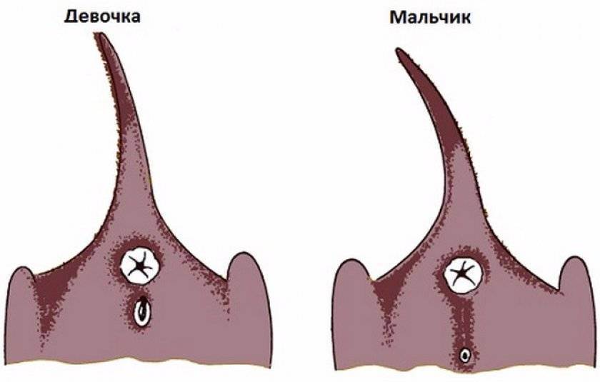 Как понять котенок девочка или мальчик картинки