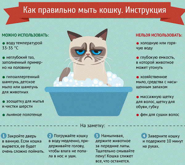 Как правильно купать кошку – можно ли купать кошек и как часто?