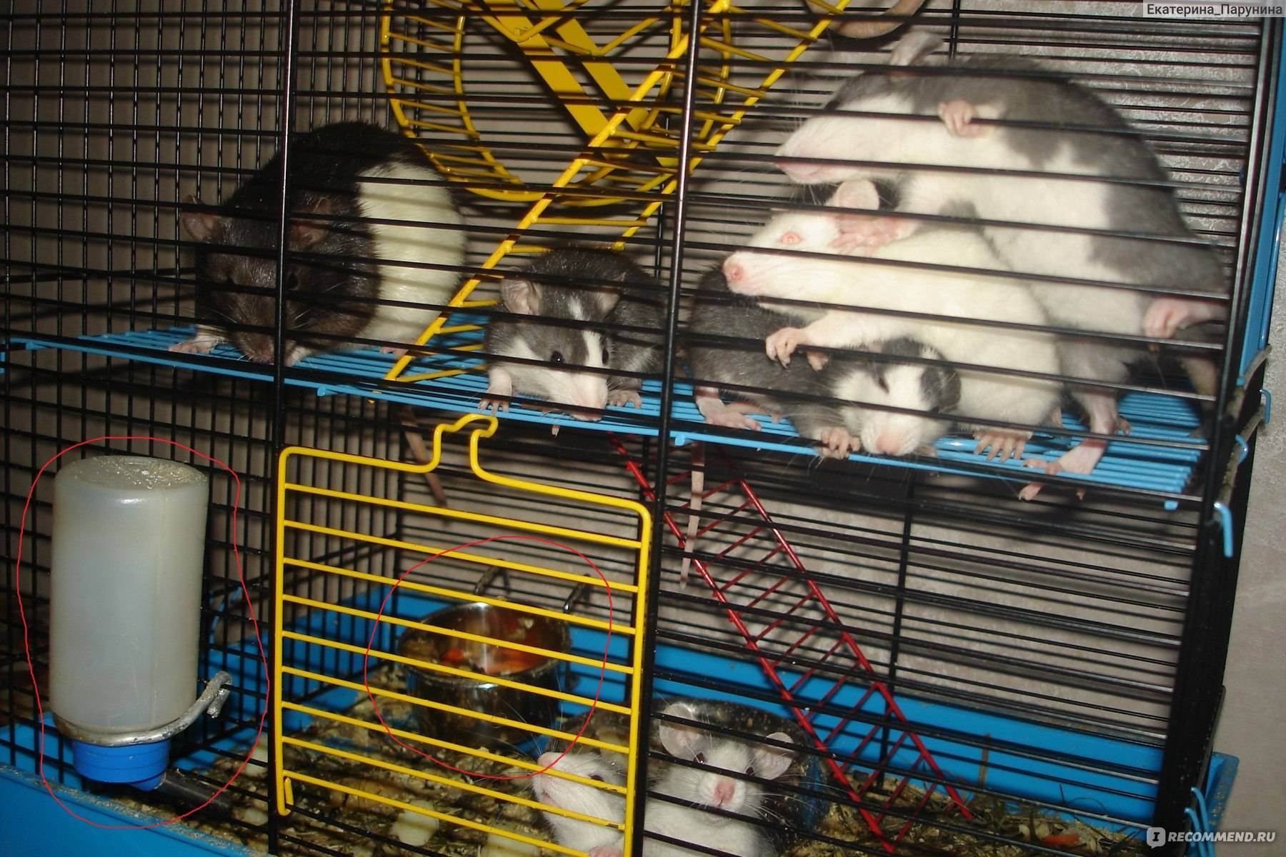 Грызуны, рекомендации специалиста по содержанию и разведению крыс