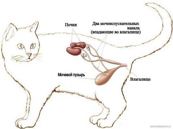 Как лечить мочекаменную болезнь у котов и кошек