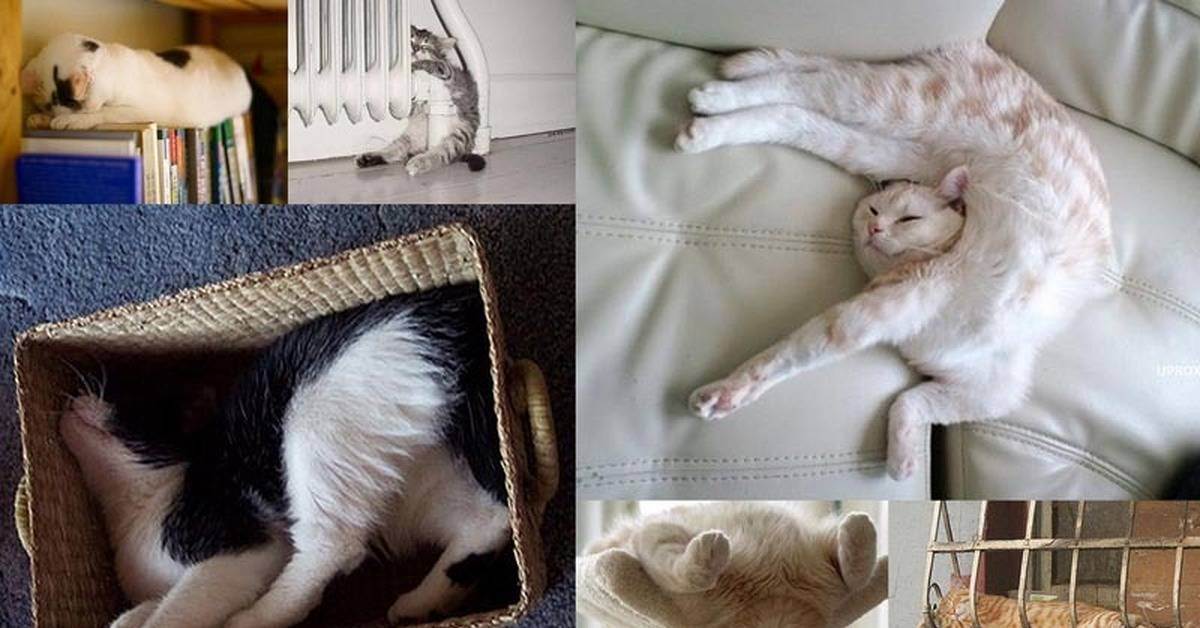 Кошка не дает спать ночью: решаем проблему кошачьей бессонницы