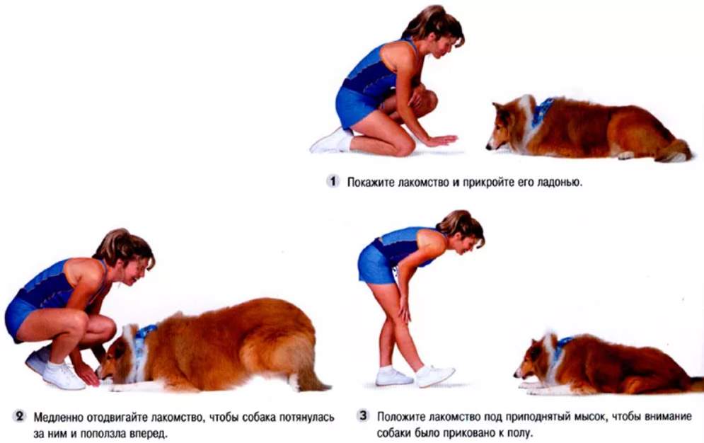 Как научить собаку (или щенка) команде "лежать": инструкция с видео
