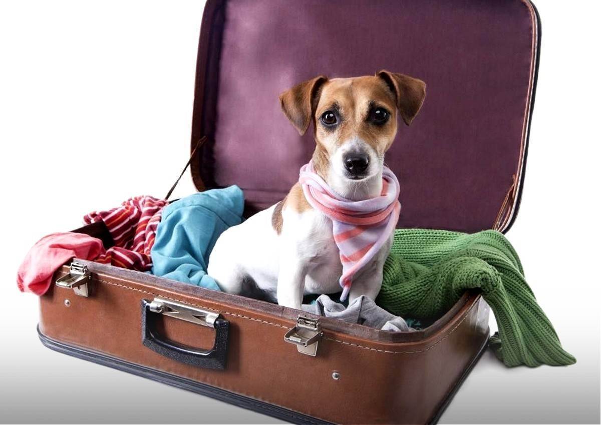 Бесценный опыт: перевозка собаки в самолете