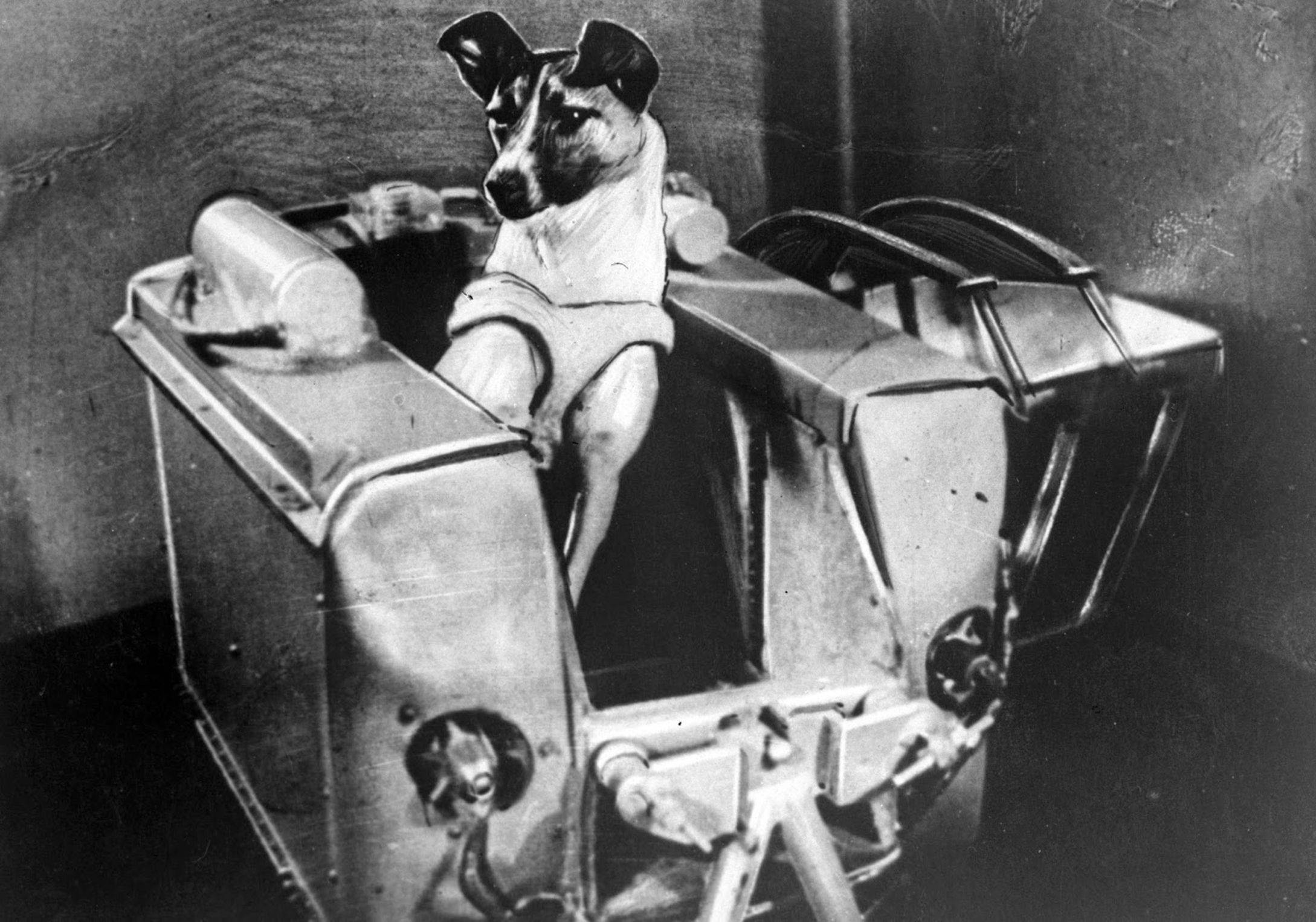 Первой собакой в космосе была. Собака лайка 1957. Первая собака космонавт лайка. Собака лайка в космосе 1957. Собака лайка на спутнике 2.