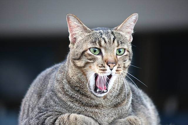 Почему у кошки пахнет изо рта: возможные причины и профилактика