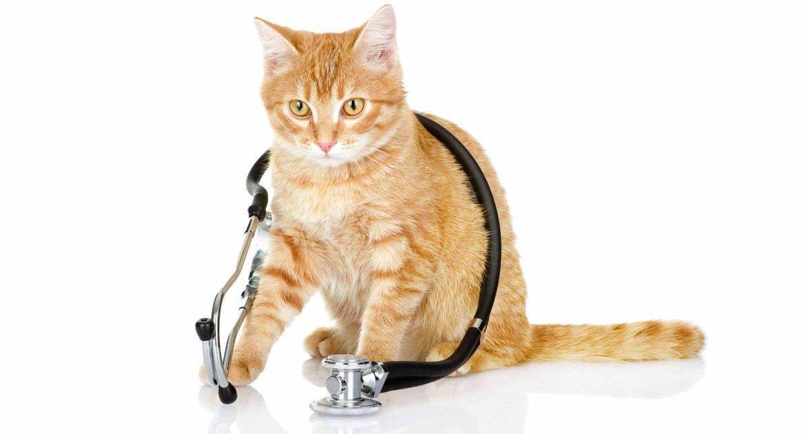 Болезни кошек: симптомы и способы лечения