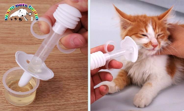 Как правильно кормить кота из шприца