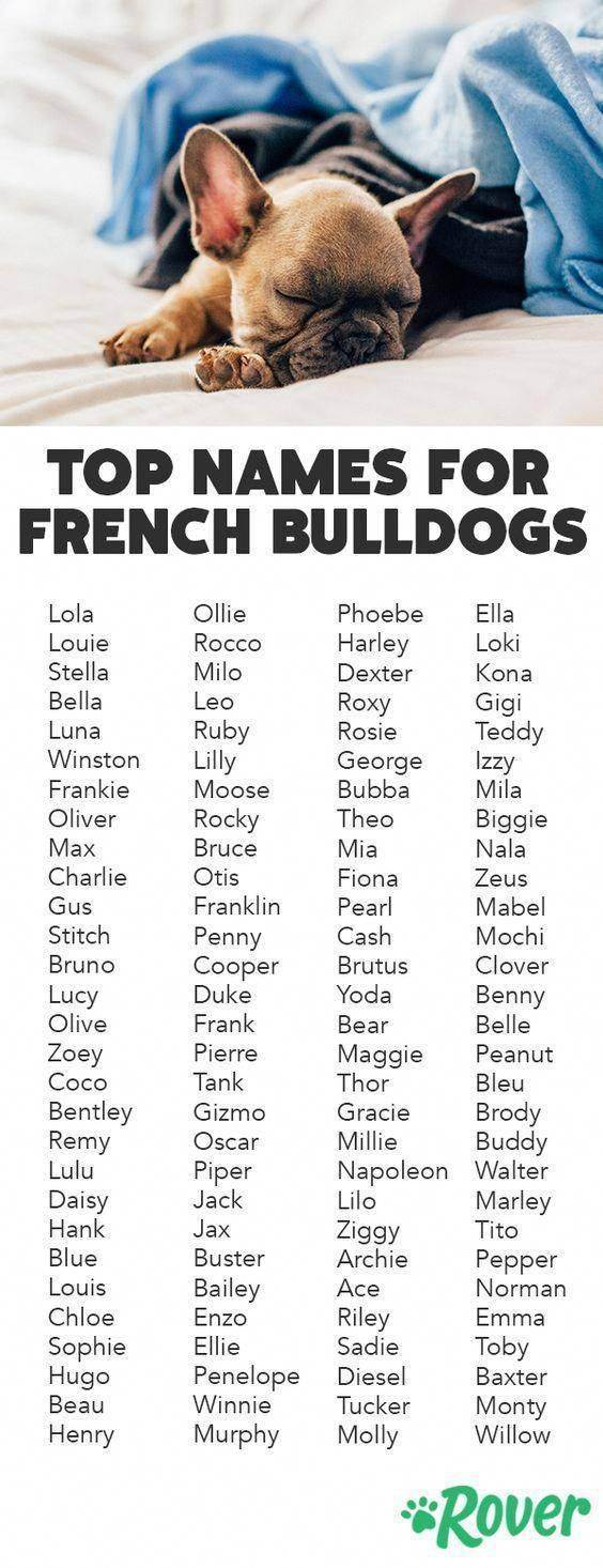 Имена для собак девочек: как назвать щенка, красивые клички для собаки суки.