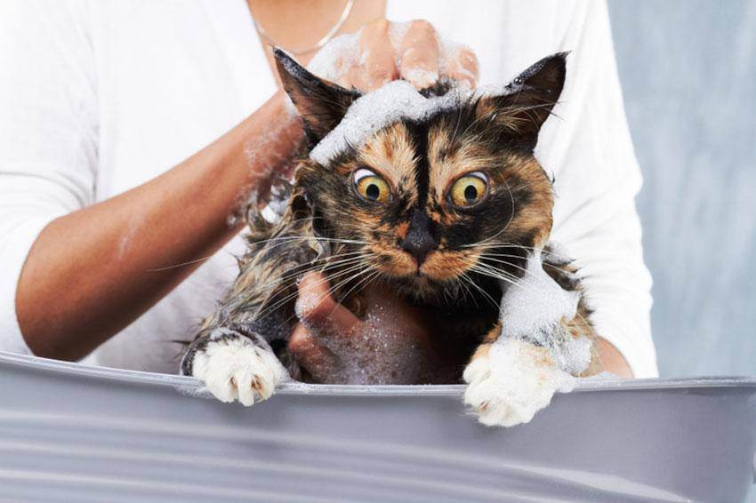 Нужно ли мыть кошку: надо ли купать домашнюю кошку?