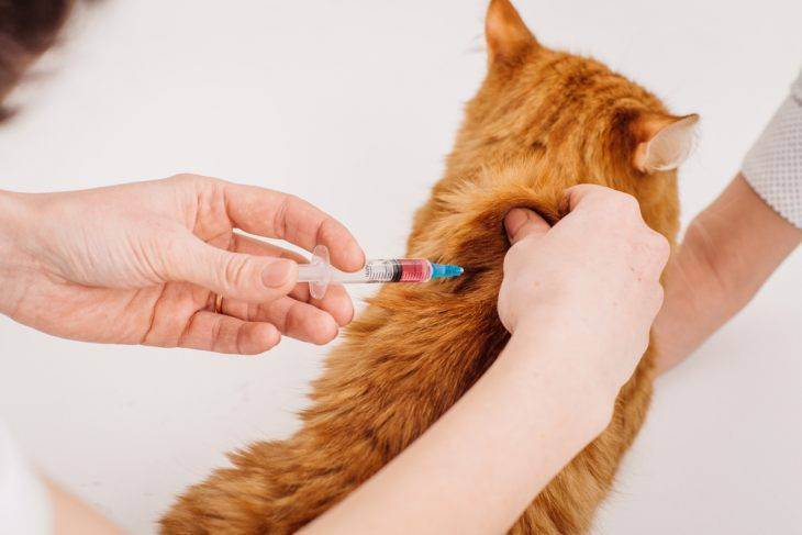 Вирусный энтерит у кошек симптомы и лечение