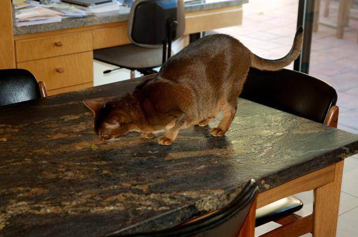 7 способов отучить кошку лазить по столам