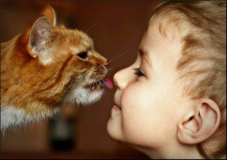 Аллергия на кошек: правила совместной жизни