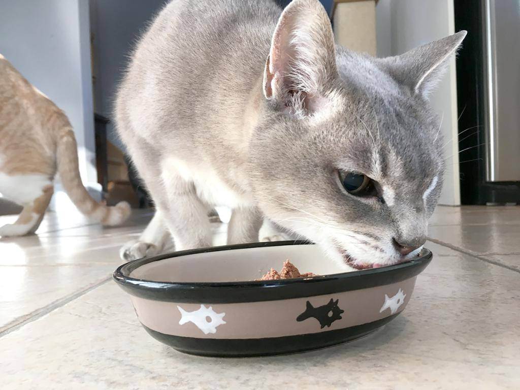 Почему кошки могут ничего не есть и постоянно отказываться от еды