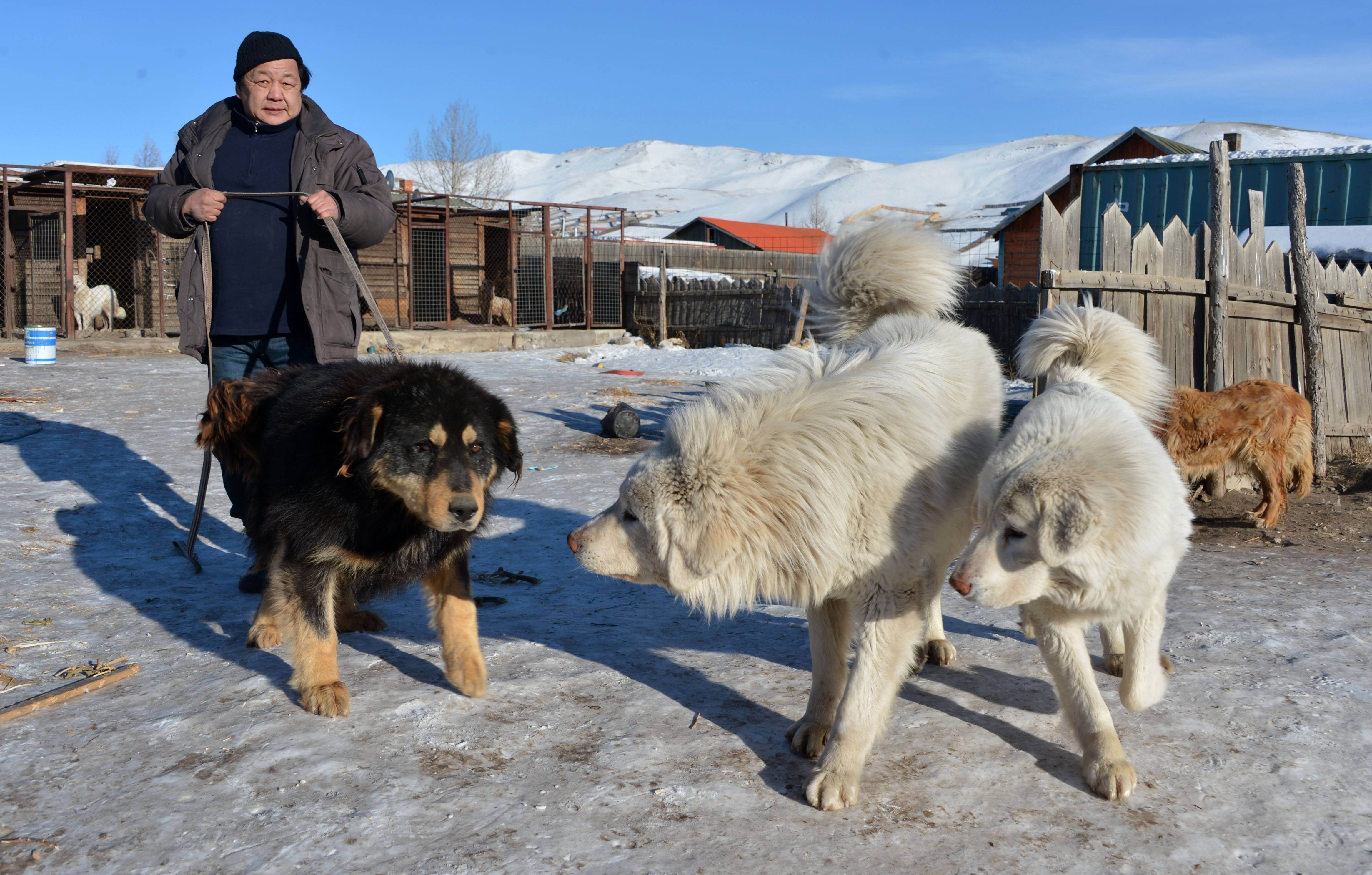 Бурят-монгольский волкодав хотошо: содержание и уход