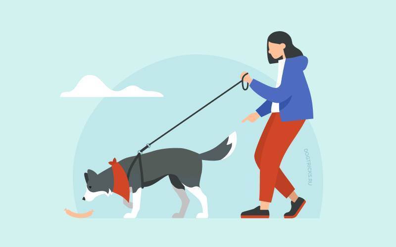 Как научить собаку командам: применение и техника отработки | сайт о маленьких собачках и не только