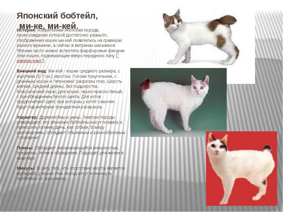 ᐉ курильский бобтейл - описание пород котов - ➡ motildazoo.ru