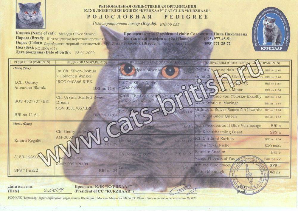 Кто заполняет ветеринарный паспорт на котенка. паспорт шотландской и британской кошки — что это и где его взять? где получить паспорт