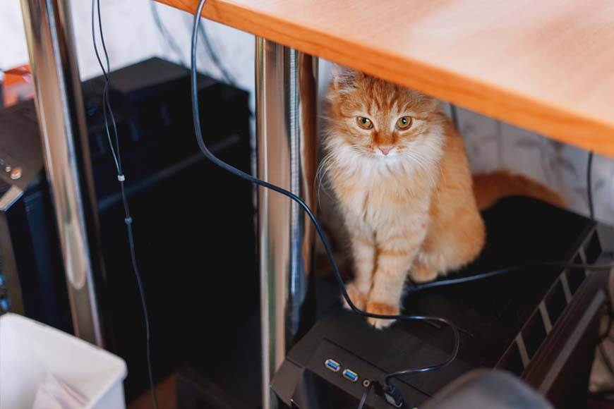 Как отучить кошку грызть провода, что делать, причины