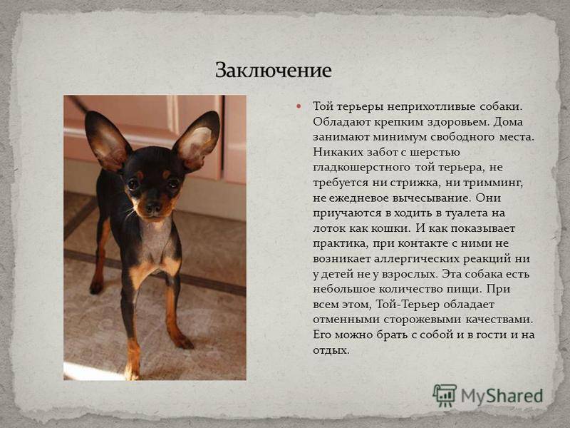 Той терьер мини: описание породы, сколько живут собаки | medeponim.ru
