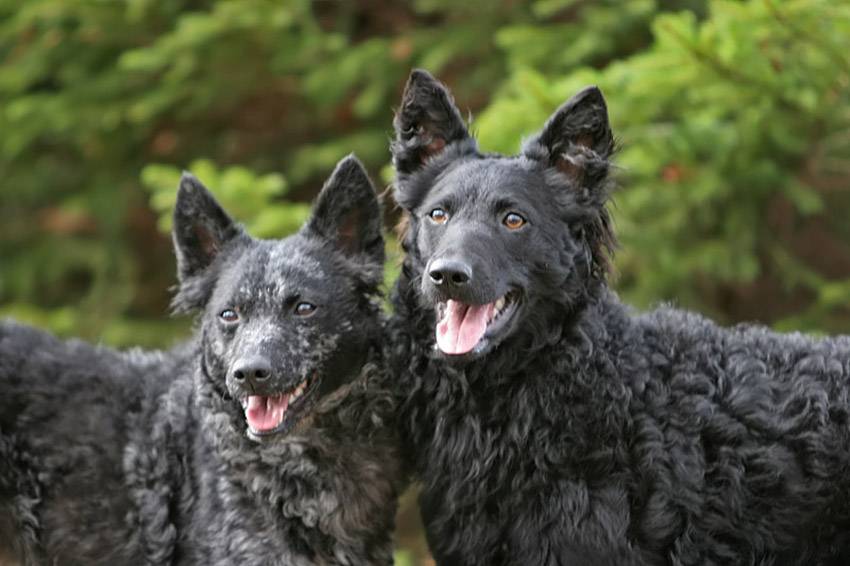 Описание породы собак пули: характер, уход, предназначение