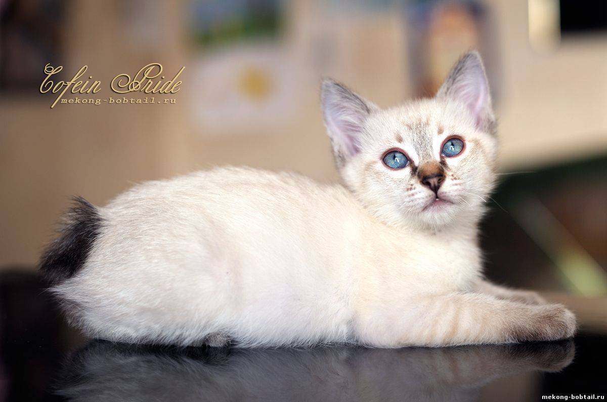 Сил пойнт, табби, блю и ред: каким может быть окрас тайской кошки?
