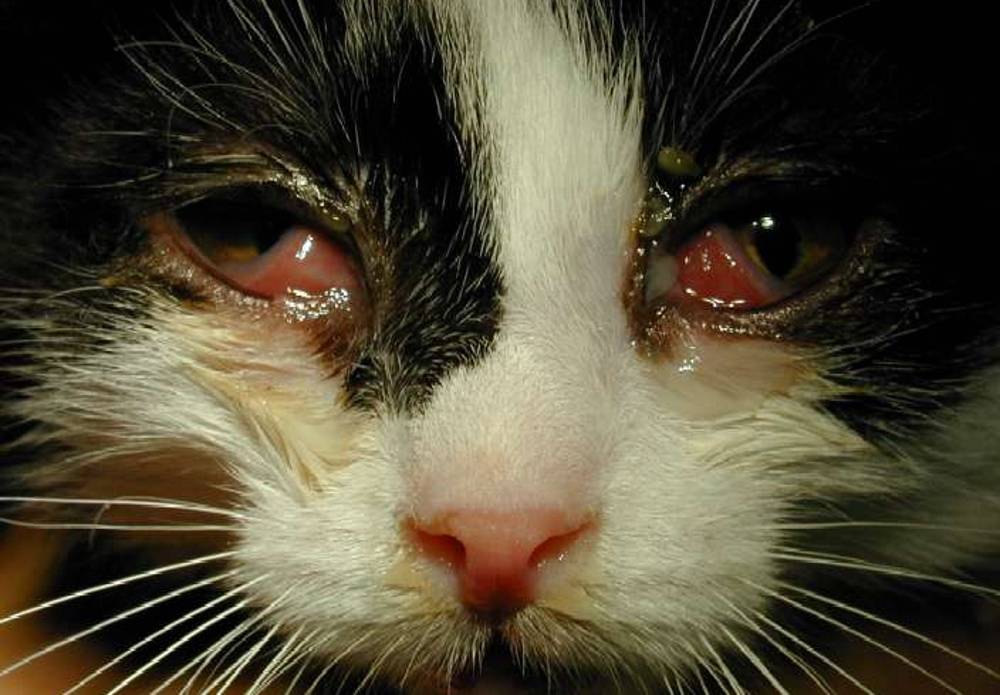 Кальцивироз у кошек и котов: симптомы и лечение кальцевирусной инфекции у котят и взрослых животных в домашних условиях